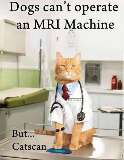 cat dressed as a doctor telling a joke: dogs can't operate an MRI machine, but catscan